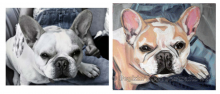 Grisby, French Bulldog